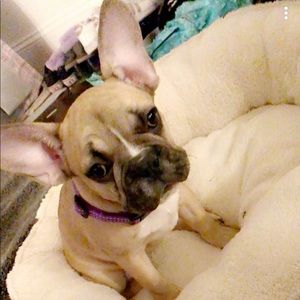 Meet your Posher, Darlene